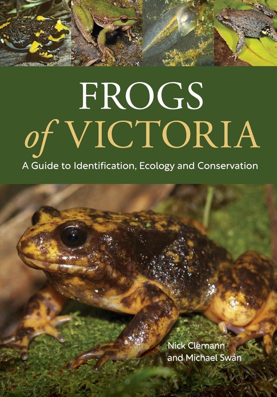 Frogs of Victoria