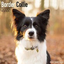 Border Collie 2022 - 16-Monatskalender: Original Avonside-Kalender [Mehrsprachig] [Kalender] (Wall-Kalender)