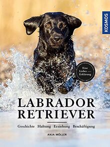 Labrador Retriever: Geschichte, Haltung, Erziehung, Beschäftigung