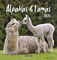 Alpakas und Lamas 2024: Aufstellbarer Postkartenkalender mit Fotos der lustigen Trendtiere. Format 16 x 17 cm