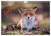 Rotfüchse (Wandkalender 2024 DIN A4 quer), CALVENDO Monatskalender