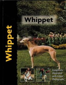 Whippet (Pet love)