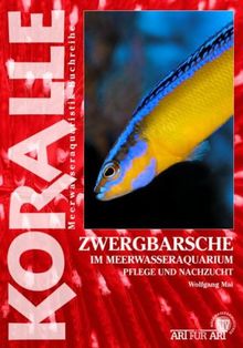 Art für Art: Zwergbarsche: Koralle / im Meerwasseraquarium, Pflege und Nachzucht