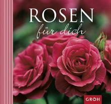 Rosen für dich: Die Rose - die Königin der Blumen