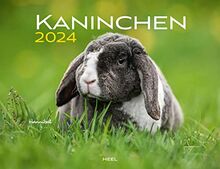 Kaninchen Eintragkalender 2024: Familienplaner