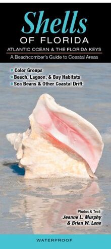 Shells of Florida-Atlantic Ocean & Florida Keys: A Beachcomber's Guide to Coastal Areas