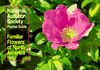 National Audubon Society Pocket Guide to Familiar Flowers: East: Eastern Region (National Audubon Society Pocket Guides)