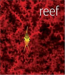 Reef