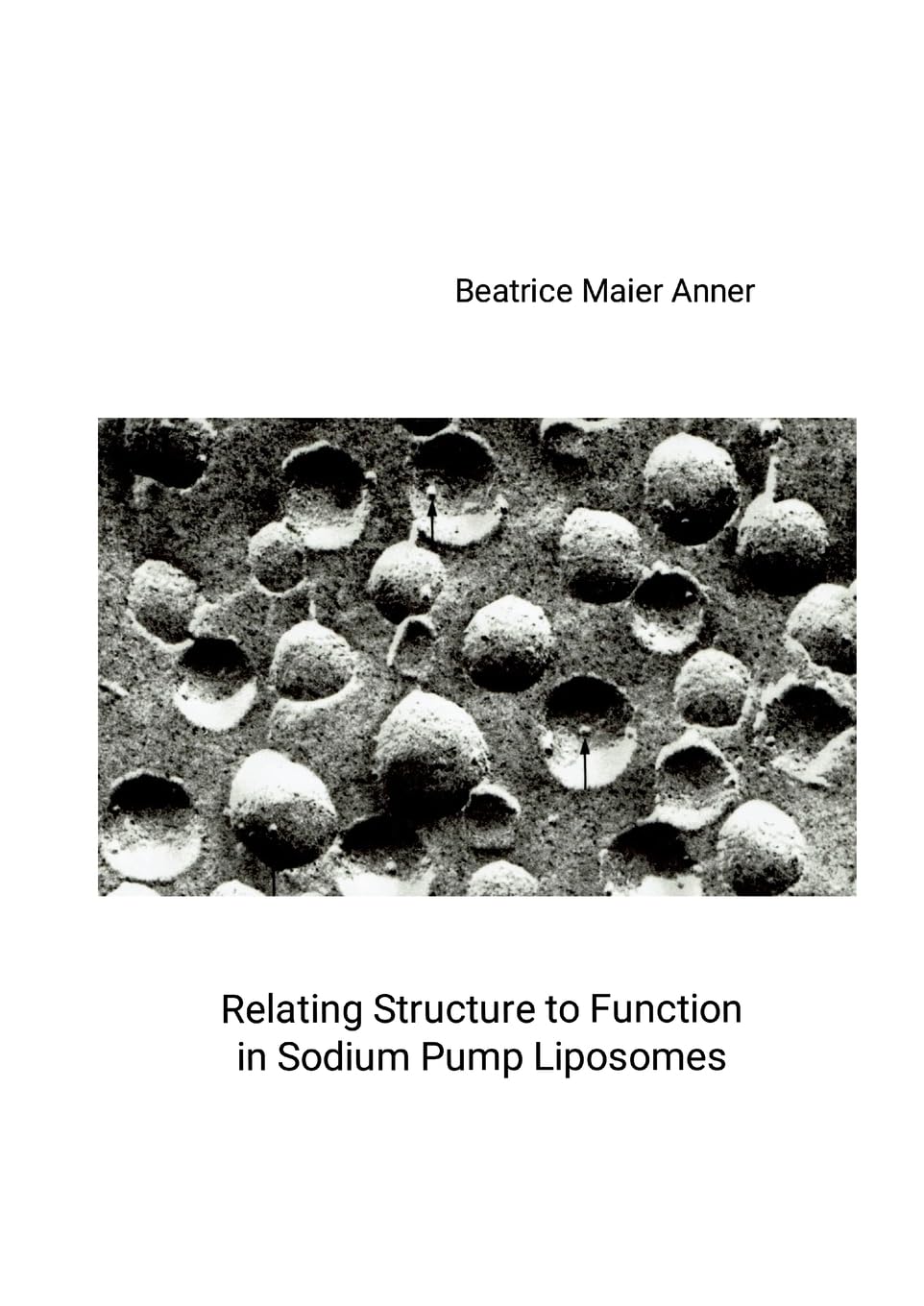 Relating Structure to Function in Sodium Pump Liposomes