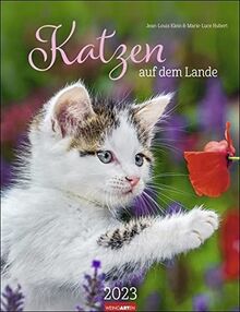 Katzen auf dem Lande Kalender 2023