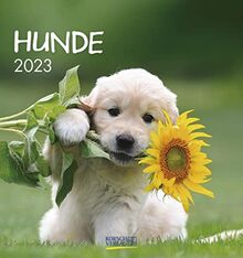 Hunde 2023: aufstellbarer Postkartenkalender