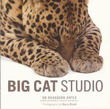 Big Cat Studio