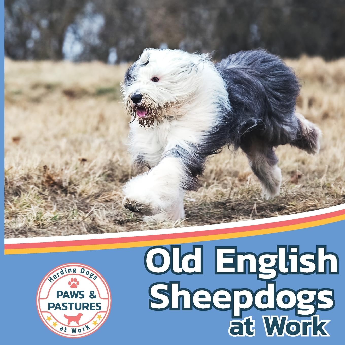 Old English Sheepdogs at Work (Paws and Pastures: Herding Dogs at Work, Band 4)