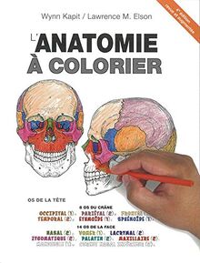 L'anatomie à colorier