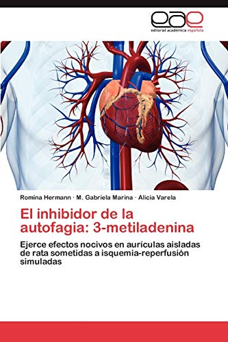 El inhibidor de la autofagia: 3-metiladenina: Ejerce efectos nocivos en aurículas aisladas de rata sometidas a isquemia-reperfusión simuladas