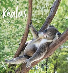 Koalas 2024: Aufstellbarer Postkartenkalender mit Fotos der niedlichen Beuteltiere. Format 16 x 17 cm