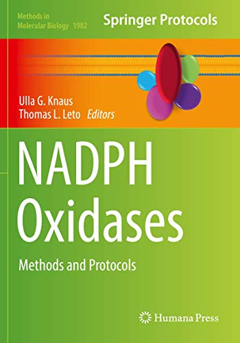 NADPH Oxidases: Methods and Protocols (Methods in Molecular Biology, 1982, Band 1982)