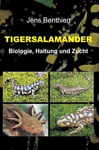 Tigersalamander: Biologie, Haltung und Zucht
