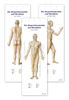 Akupunktur-Poster-Set: Darstellung sämtlicher Akupunkturpunkte von vorne/hinten/seitlich