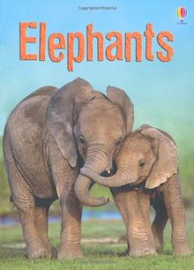 Elephants (Beginners)