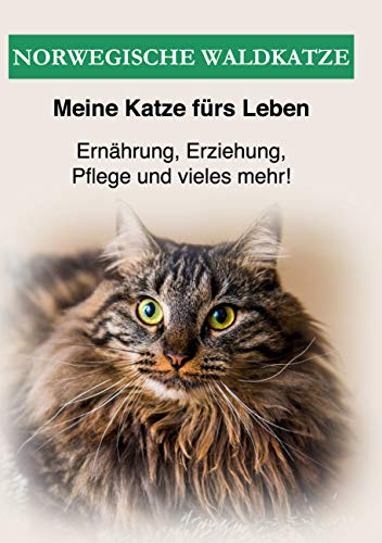 Norwegische Waldkatze: Ernährung, Erziehung, Pflege und vieles mehr über die Norwegische Waldkatze!
