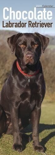 Chocolate Labrador Retriever Slim Calendar 2019 (Slim Standard)