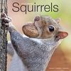Squirrels Calendar 2018