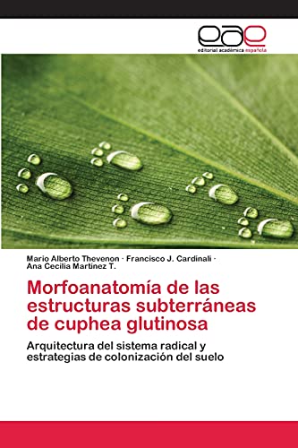 Morfoanatomía de las estructuras subterráneas de cuphea glutinosa: Arquitectura del sistema radical y estrategias de colonización del suelo