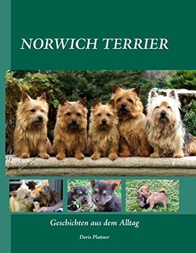 NORWICH TERRIER