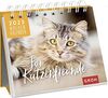 Für Katzenfreunde 2023: Tischkalender mit Wochenkalendarium