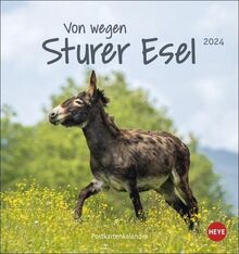 Esel Postkartenkalender 2024: Von wegen sturer Esel