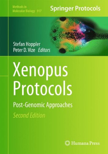 Xenopus Protocols: Post-Genomic Approaches (Methods in Molecular Biology)