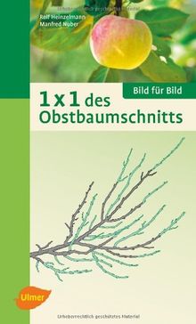 1 x 1 des Obstbaumschnitts: Bild für Bild