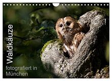 Waldkäuze, fotografiert in München (Wandkalender 2023 DIN A4 quer), Calvendo Monatskalender