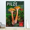 Pilze - kleine Riesen (hochwertiger Premium Wandkalender 2024 DIN A2 hoch), Kunstdruck in Hochglanz