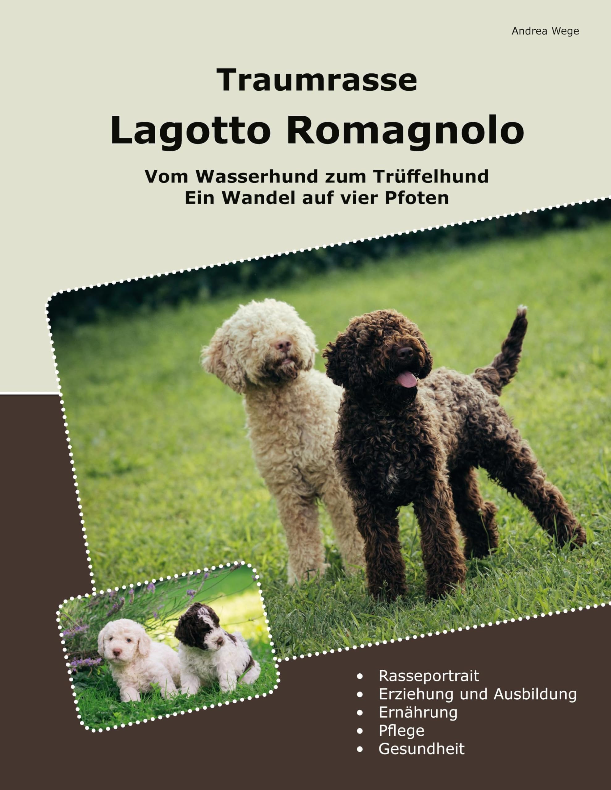 Traumrasse Lagotto Romagnolo: Vom Wasserhund zum Trüffelhund Ein Wandel auf vier Pfoten