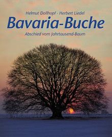 Bavaria-Buche: Abschied vom Jahrtausend-Baum