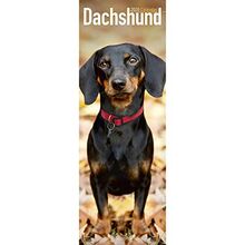 Dachshund Slim Calendar 2020