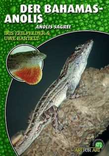 Der Bahama-Anolis: Anolis Sagrei. Art für Art