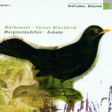 Natural Sound - Digitale Hörbilder - Waldamsel Morgenständchen