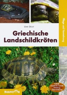 Griechische Landschildkröten: Pflege und Vermehrung