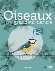 Oiseaux grandeur nature : identifier facilement les oiseaux du jardin !