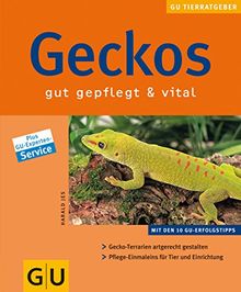 Geckos gut gepflegt & vital