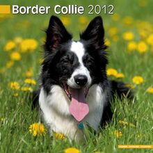 Kalender 2012 Border Collie
