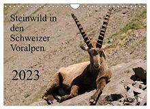 Steinwild in den Schweizer Voralpen (Wandkalender 2023 DIN A4 quer), Calvendo Monatskalender
