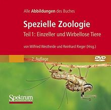 Spezielle Zoologie 1: Einzeller und Wirbellose Tiere