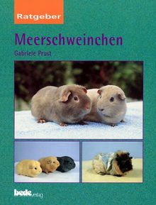 Meerschweinchen