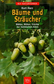 Bäume und Sträucher. Blätter, Blüten, Früchte der heimischen Arten