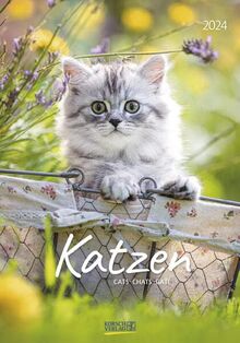 Katzen 2024