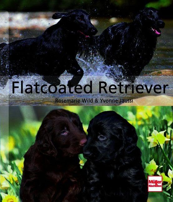 Flatcoated Retriever (Hunderassen)